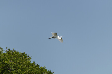 Garza blanca volando en área de manglar.