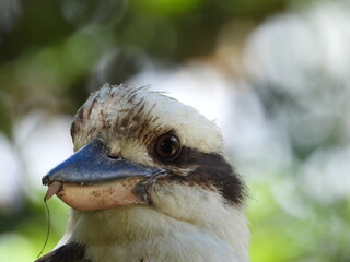 close up of a bird