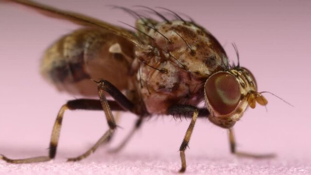 Microscope macro of insect small fruit flies Drosophila. Pest to agriculture