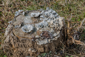 Mushrooms growing on old tree stump