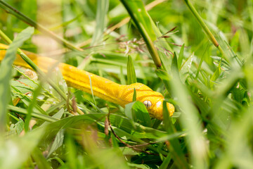 Yellow small snake on a green yard and wood branch