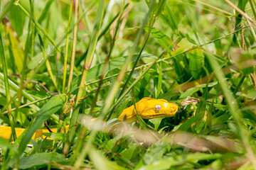 Yellow small snake on a green yard and wood branch