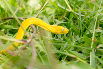 Yellow small snake on a green yard and wood branch