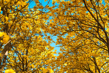 Yellow flowers against blue sky in summer