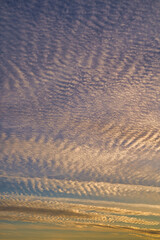 都会の空に広がるイワシ雲