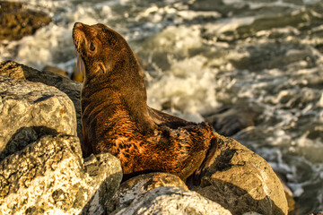 Baby native New Zealand fur seal just woken from his sleep on the rocks at the Kaikoura coast
