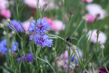 colorful cornflowers in the meadow