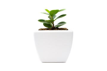 Ficus annulate in Pot isolated on white background.