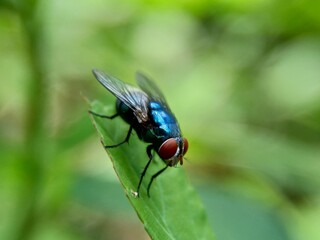 The exotic fly with  a natural background
