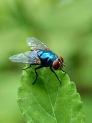 The exotic fly with  a natural background