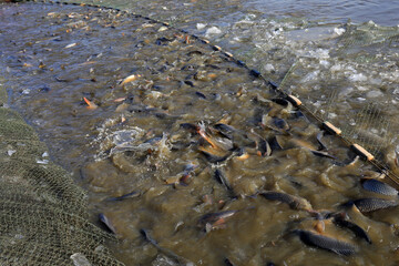 Many fresh fish are waiting to be harvested in the fish pond