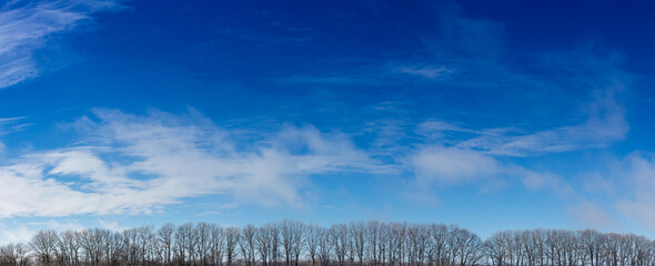 Panorama of blue sky, liquid blurred clouds, cream of trees without leaves in winter in the forest.