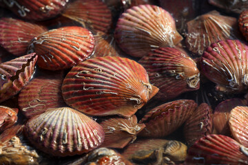 Scallops piled up in a restaurant