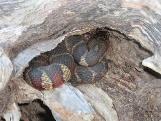Snake in a Log