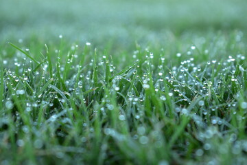 close up of dew on short mowed grass in large sports ground