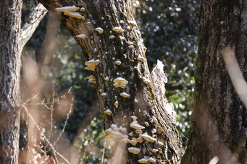 樹木に白いキノコ