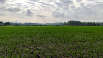 Fototapeta na wymiar rice plants in rice fields between mountains in rural areas, South Malang, Malang Regency, East Java Province, Indonesia