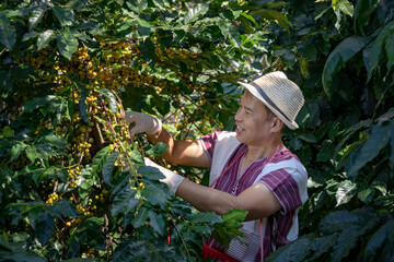 Agriculturist hands Harvesting Yellow fresh Ripe Arabica or Robusta an organic coffee berries beans. Happy Farmer crop fruit by hand in plantation.