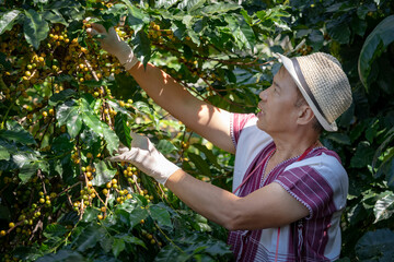 Agriculturist hands Harvesting Yellow fresh Ripe Arabica or Robusta an organic coffee berries beans. Happy Farmer crop fruit by hand in plantation.