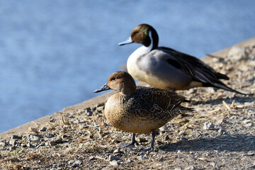 野鳥イメージ素材、オナガガモの雌雄、千葉県、2021年1月