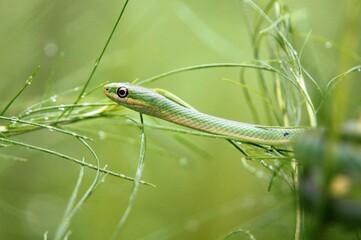 Green Garden Snake in the Morning Grass