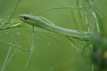 Green Garden Snake in the Morning Grass