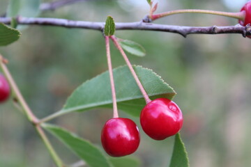cherries on a tree
