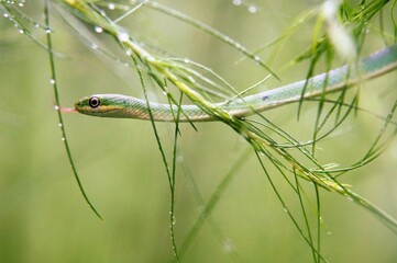Green Garden Snake in the Morning Grass