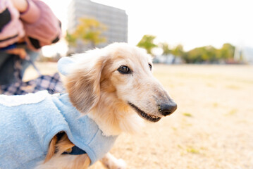 晴れた日に公園を散歩する犬