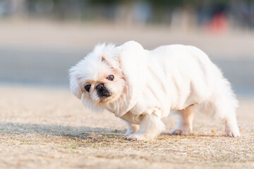 晴れた日に公園を散歩する犬