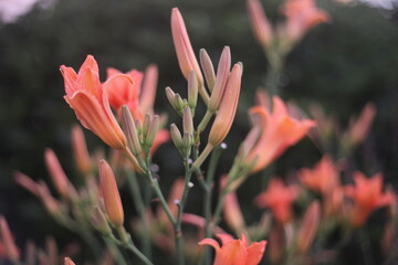 ORANGE FLOWERS