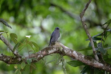 Ashy Drongo bird perching on tree branch in forest, Sungai Penuh, Jambi, Indonesia (Dicrurus leucophaeus)