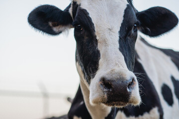 cow face at sunset in a farm