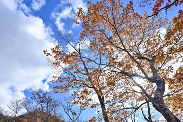 青空バックに見上げるカエデの黄葉＠奥入瀬渓流、青森
