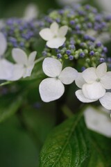 白色の花びらの紫陽花