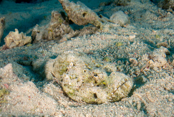 fish on the sea floor
