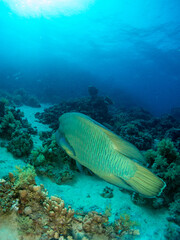 Fototapeta na wymiar fish on the sea floor 