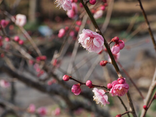 背景素材に使える花、葉