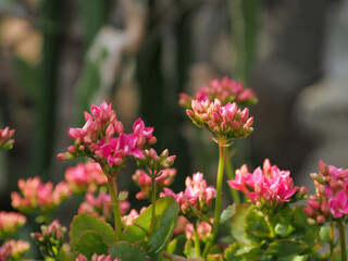 背景素材に使える花、葉