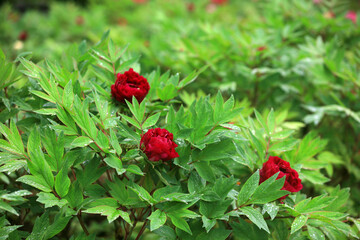 Blooming peonies in the park, China