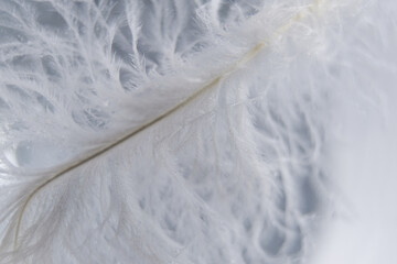Fototapeta na wymiar beautiful white bird feather close-up, macro, tenderness