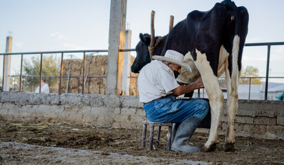 cow standing in the pen being milked by a man