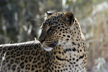 Beautiful leopard midday looking for food in Namibia