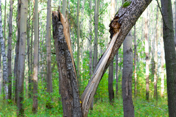 broken old aspen tree against the background of other trees and young green grass on a bright sunny summer day