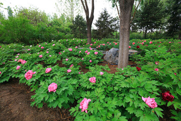 Fototapeta na wymiar Blooming peonies in the park, China