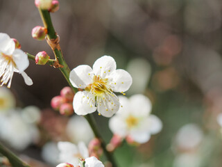 Obraz premium 梅の花