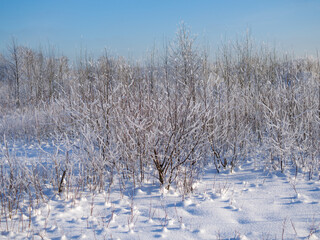 trees and plants in hoarfrost