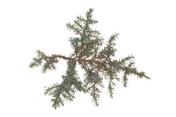 green branch isolated on white background