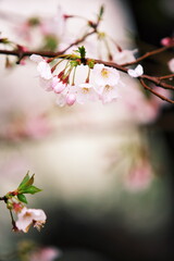 雨に打たれて咲くさくら