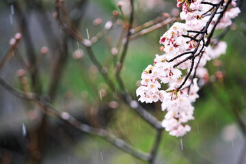 春先の冷たい雨